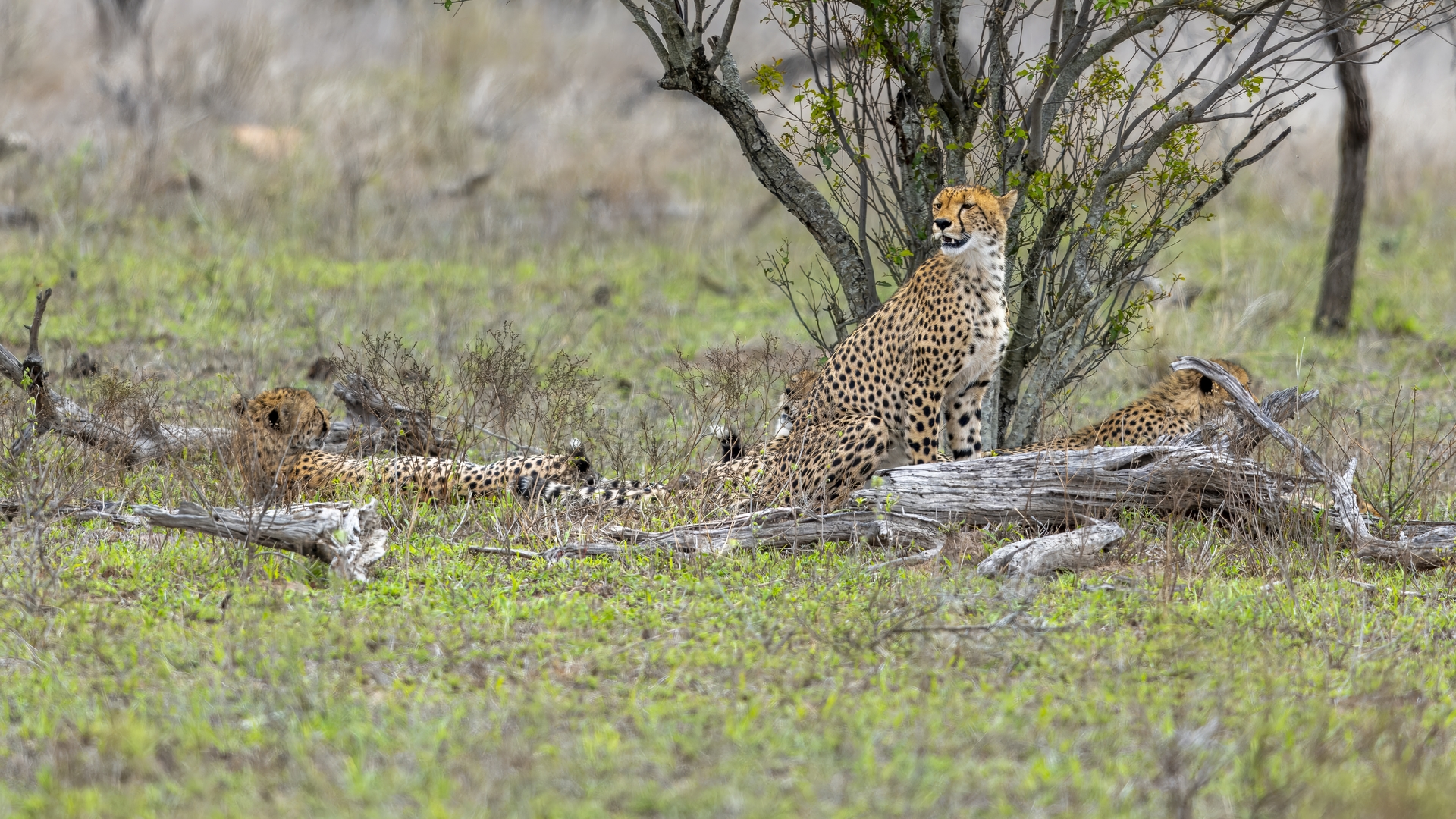 Kruger25 2025 10 31 13 12 18 ILCE 1M2 1369